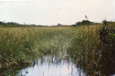 promenade en Airboat dans les Everglades